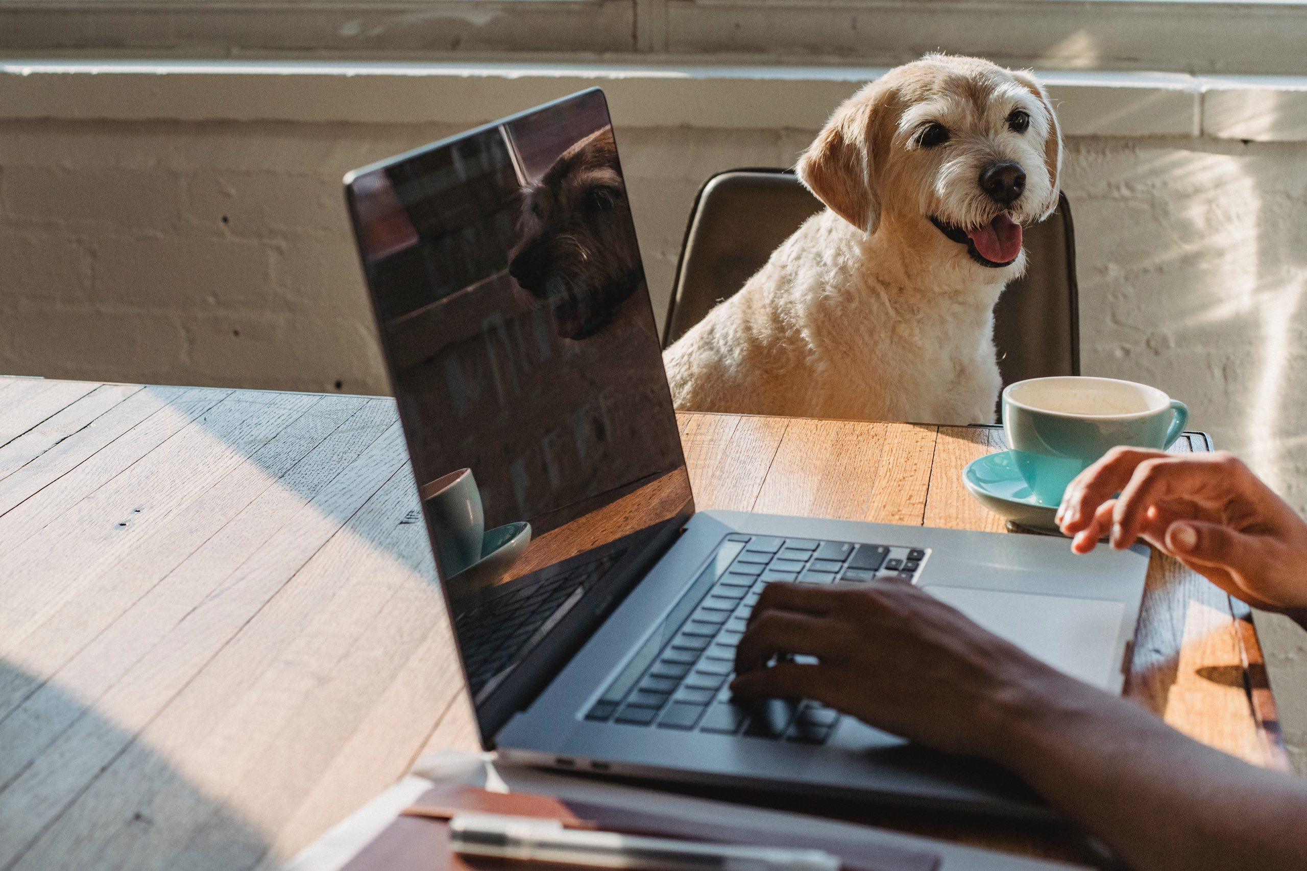 Top Benefits of Telemedicine for Pet 